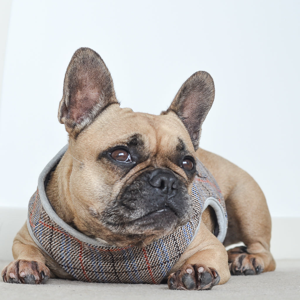 French bulldog harness and winter coat - control and comfort with