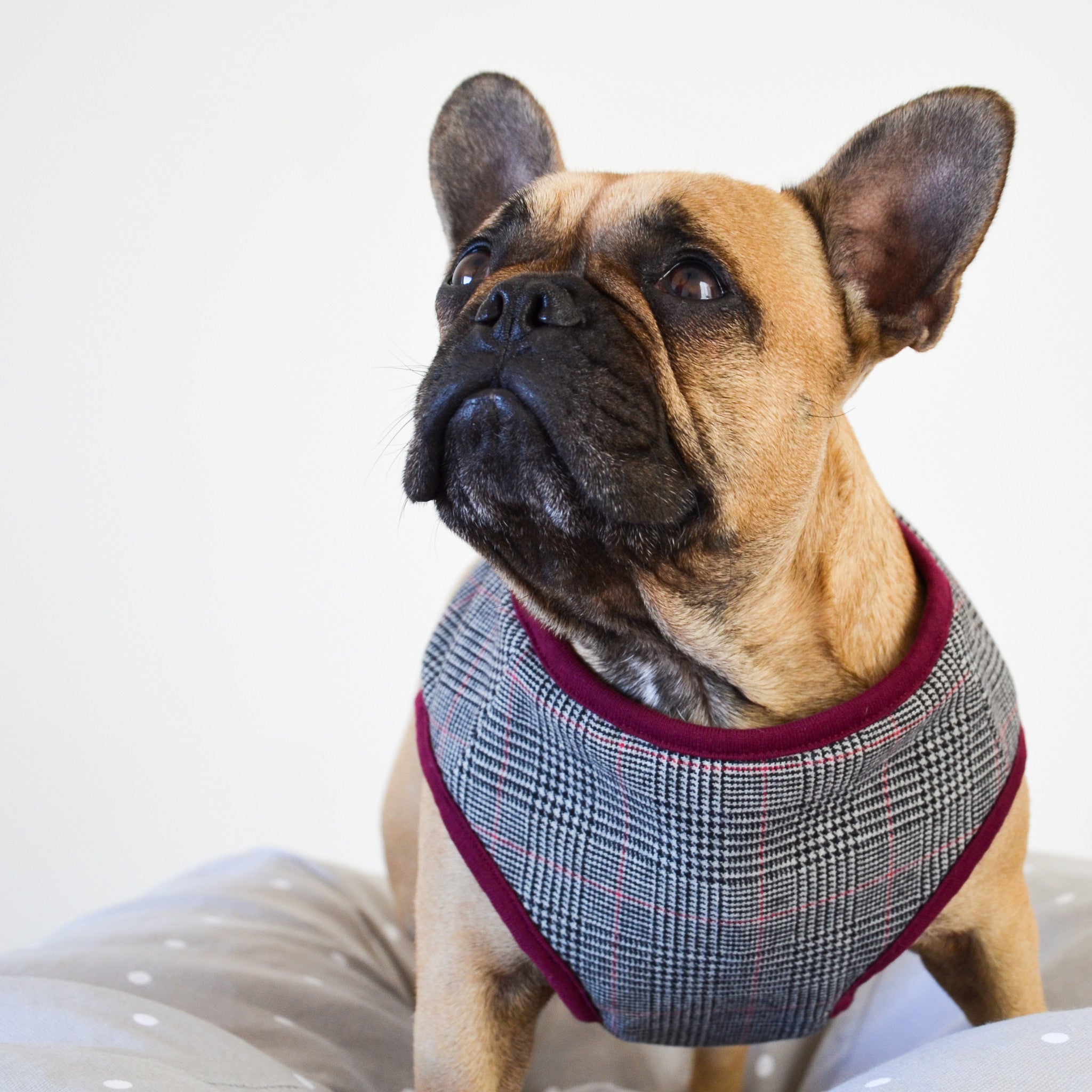 French bulldog harness and winter coat control and comfort with