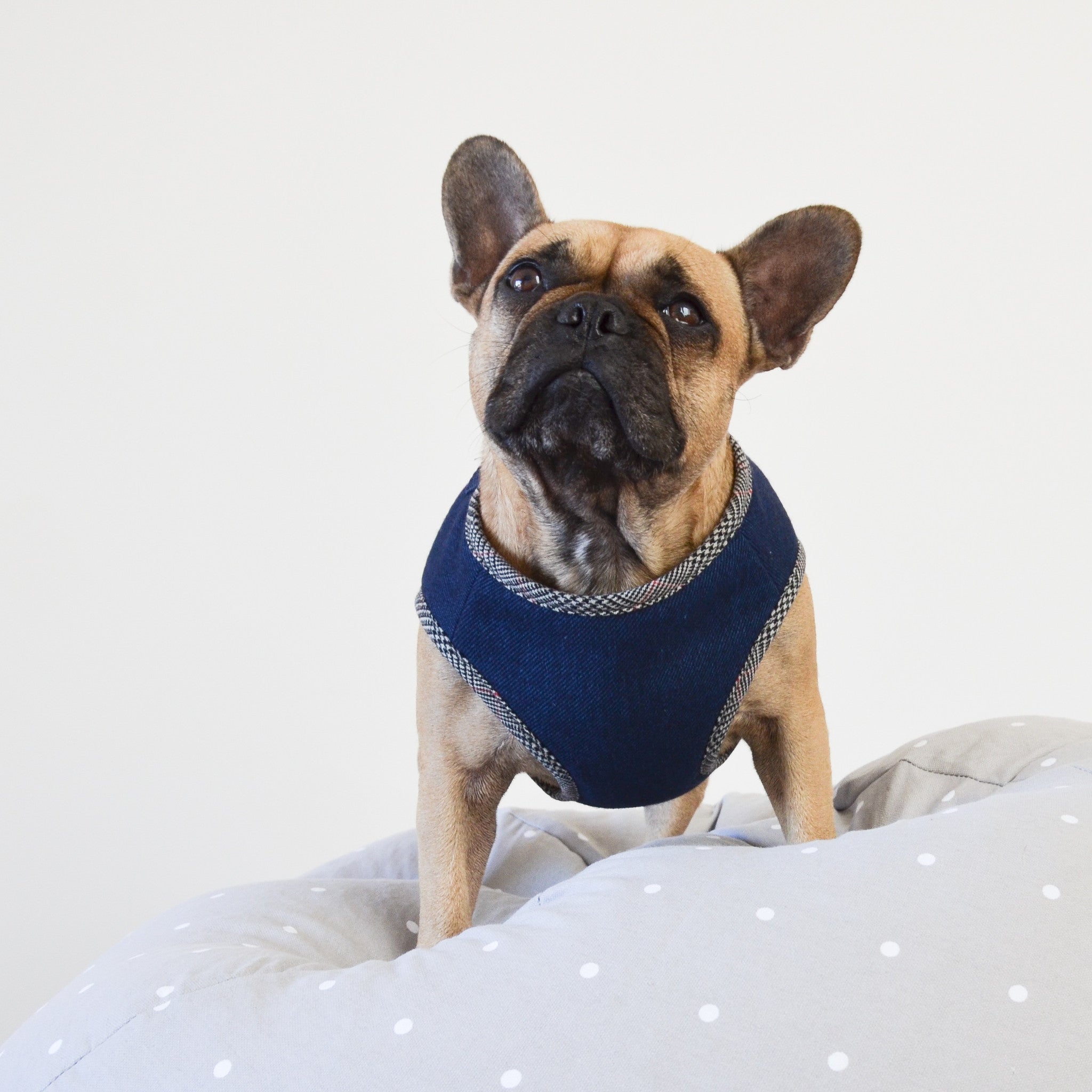 French bulldog harness and winter coat - control and comfort with