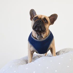 enzo | navy harness