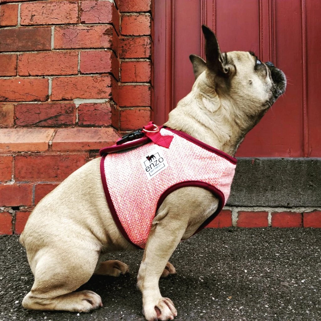 Hifrenchies Cooling Vest Harness for Dogs French Bulldog Summer